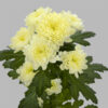 Baykal-lunar-santini-creme-tak-768×768.jpg