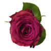 Blue_Berry-Thumbnail.jpg