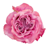 CountryBlues_Lavender_SingleSt_X_Apertura3.png
