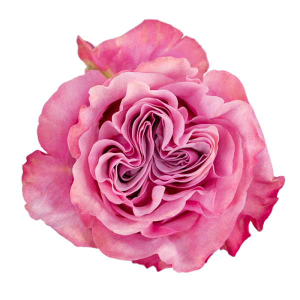 CountryBlues_Lavender_SingleSt_X_Apertura3.png