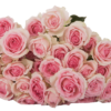 DINARA-edited.png
