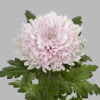 Honeymoon-pluis-chrysant-roze-tak-768×768.jpg