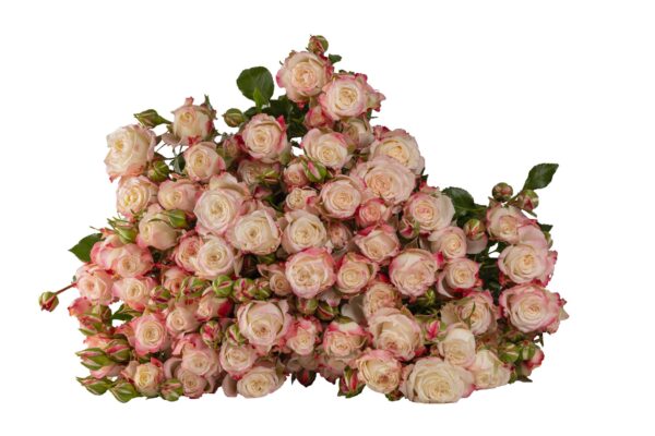 INOCCENT-BLOSSOMS.jpg