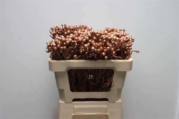 K69421_KBSK_50_H_2.jpg