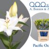 Li-Or-Pacific-Ocean.jpg