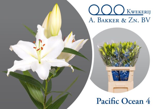 Li-Or-Pacific-Ocean.jpg