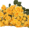 MARISA-edited.png