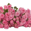 NATHALIE-edited.png