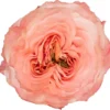 Princess-crown.webp