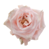Rose_Aerial-1.png