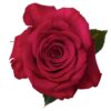 Roseberry_3.jpg