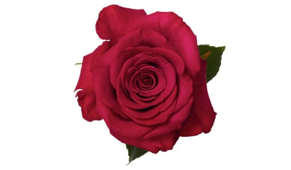 Roseberry_3.jpg