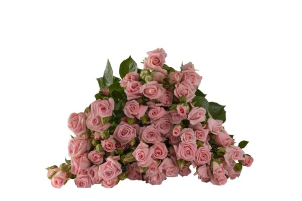 SMOOTH-BLOSSOMS.jpg