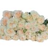 SUMMERROSE-min.jpg