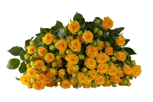 SUNGLAZE.jpg