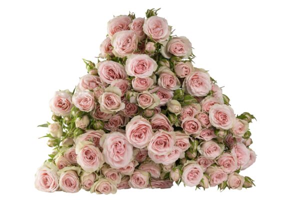 SWEET-BLOSSOMS.jpg