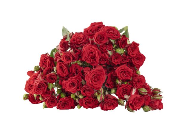 VELVET-BLOSSOMS.jpg
