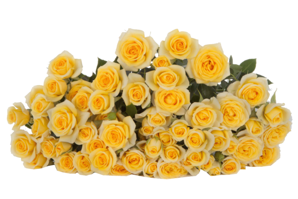YELLOW_BABE-edited.png