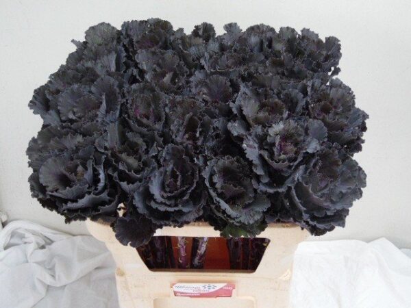 Zalm20-20brassica20black20leaf.jpg