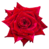 f14197_15dec001dc7445149aedda851f7c6193mv2.png