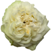 f14197_5dd13409900043c59f8ca3fd3aede169mv2.png