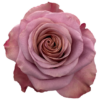f14197_80368932636e47d6b23d1edbdc56ab5cmv2.png