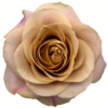 f14197_c83a36267f674a1898a24edc2868a4f3mv2.png