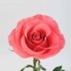imagesqtbnANd9GcQGbCULMsE1-1632eRdCsQqBcdenvCTl6kqRws.jpg