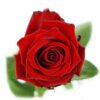 imagesqtbnANd9GcQdeJNNjijPlyoupHlAqRmkWRYESMXPtERPP1gAe-3lYiPamQUsSRd5X8CMrT5WsfZJdhcusqpCAU.jpg
