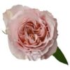 imagesqtbnANd9GcQrxTOwFKol4bHW-Q0SHPaL0XYh1PTPVjWHcAs.jpg