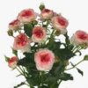 imagesqtbnANd9GcRWw5A04EsJVjO-MQEJsA8swL3sROo1OCNo7Qs.jpg