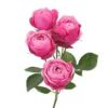 imagesqtbnANd9GcRcBGhS0cKbHM2O9ZIMYpkAkY3ke7u0gznShQs.jpg