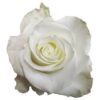 imagesqtbnANd9GcS7_6U1J90CdLVCySfRk_xH71977_QlZAkNBc8GfsrmCSU2AdAS5wETdmJcEoIeKDuSrL0usqpCAU.jpg