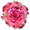 imagesqtbnANd9GcS9ibrJ6RzQBgNNfyzVQ1o67BSXW0u5utQMvgs.jpg