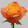 imagesqtbnANd9GcSNiAiRVZn4PaOmDcXHb00Pf2RzPi_ZIrFF_Qs.jpg