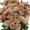 imagesqtbnANd9GcSOeLkPTgaIY4gX0gUBQ6_cy9wREh_yJJoBnymf_v_rZHsMl6HPi620ot9FSKH2nyqi-AgusqpCAU.jpg