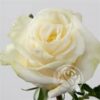 imagesqtbnANd9GcSW-qVQ9zpITZMLsDhbrxmvcrd7bu7Cz29nTQs.jpg