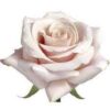 imagesqtbnANd9GcSdITOXtGAP50pXiARQlRYP2Xuuhap-bOtOjhuXlvH9vecvEt1ktMxrgs0GpgRPk9581GEusqpCAU.jpg