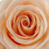 imagesqtbnANd9GcSlDFeXs0vl5fp-TlcJOjnrhiAD8b0Xm7WTgs.jpg