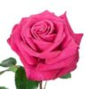 imagesqtbnANd9GcT0u6coJUclST09SkcbjycTzB-PY8oHWehAfAs.jpg
