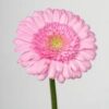 imagesqtbnANd9GcTXeHkmyFGXf3js4AE53fvlHWD6ImOGs8w-wP7kKAYp7iJ1uheAuqM5ypg2i5LY61uVSiEusqpCAU.jpg