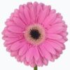 imagesqtbnANd9GcTps80YLVsfQ_8tEOyvmMVVDAh-Uq293CD7bgs.jpg