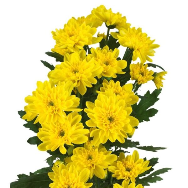 khrizantema-zembla-zheltaya.jpg