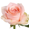 kimberly-500x500_bannerMD.png