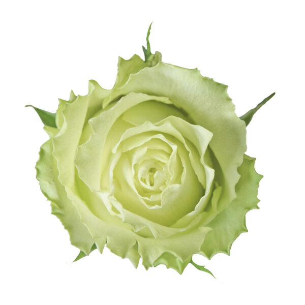 lemonade-green-roses.jpg
