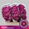 main-800×800.webp