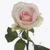 mil.webp