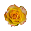 news-flash-dale-500×500.png