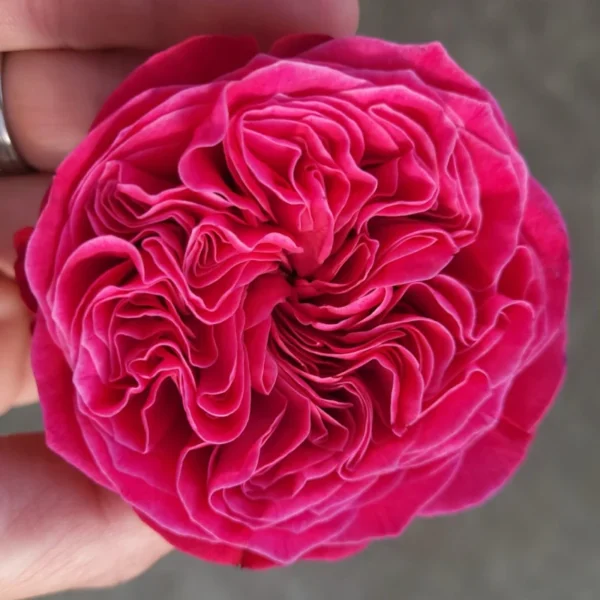 pink.webp