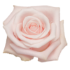 pinkf-420×420.png